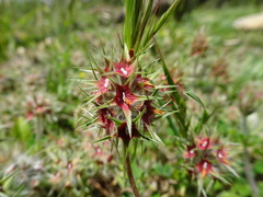 Trifolium stellatum