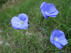 Linum narbonense