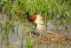 Jacana spinosa