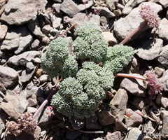 Cymopterus cinerarius
