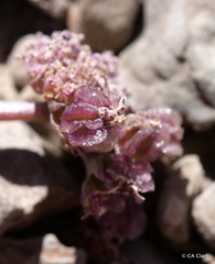 Cymopterus cinerarius