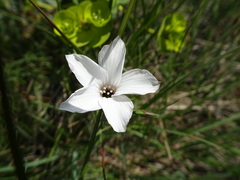 Linum suffruticosum