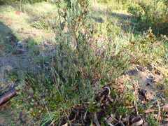 Hibbertia crinita