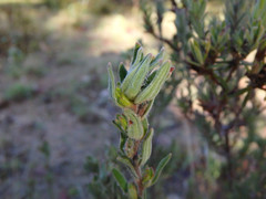 Hibbertia crinita