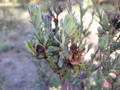 Hibbertia crinita