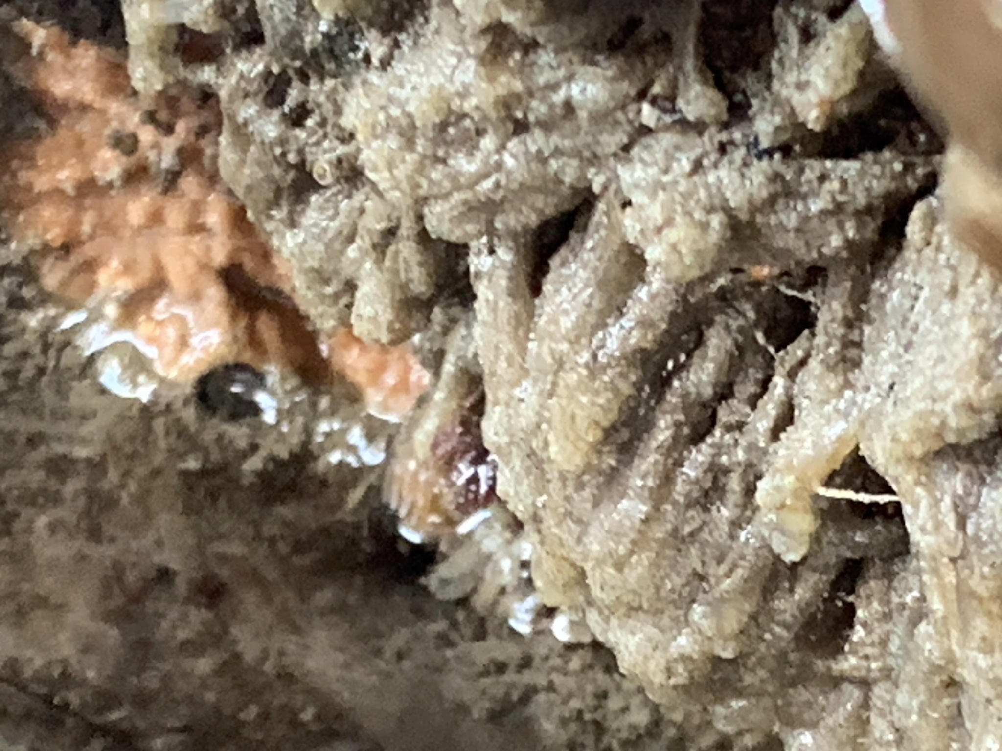 Euherdmania claviformis (Ritter, 1903)