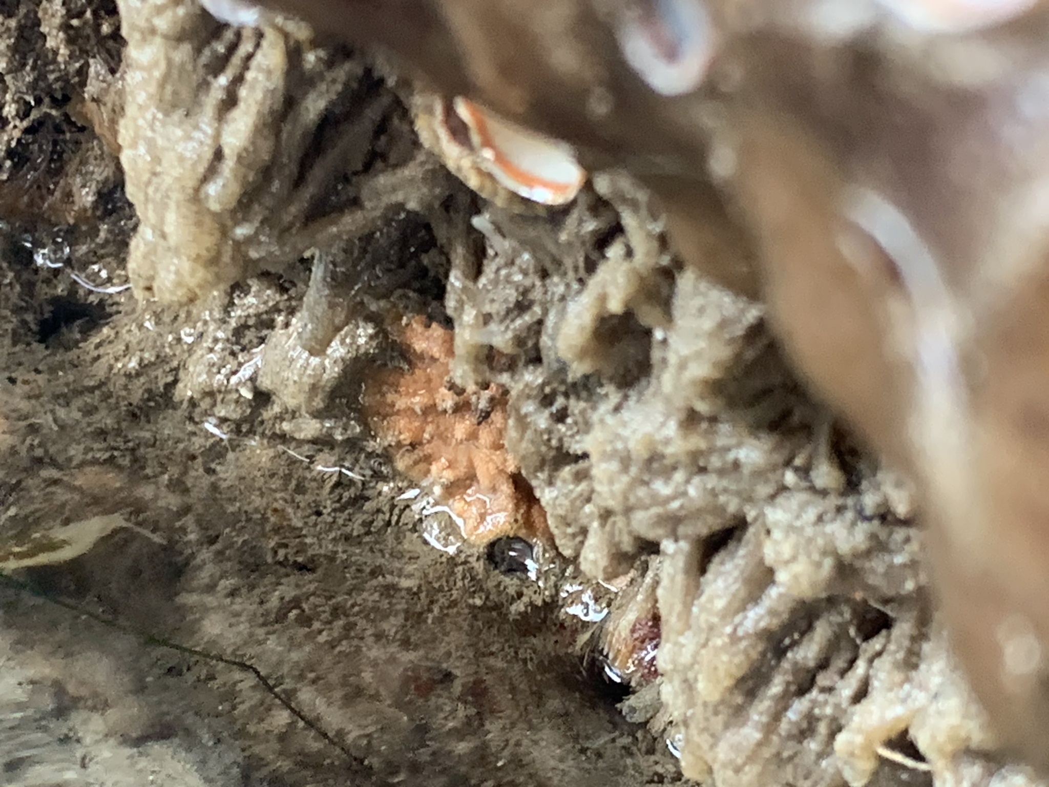 Euherdmania claviformis (Ritter, 1903)