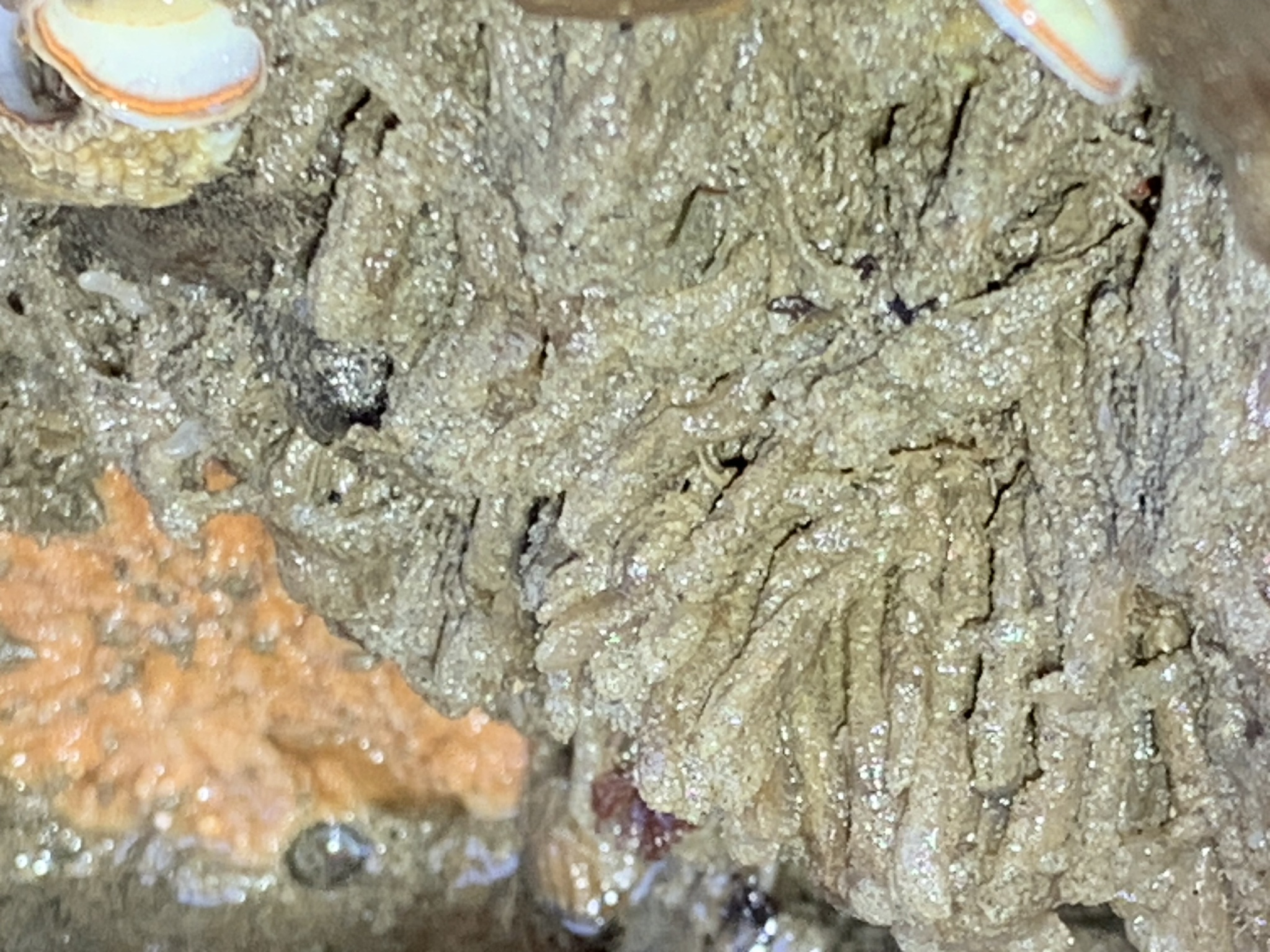 Euherdmania claviformis (Ritter, 1903)