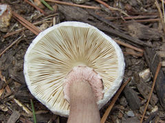 Leucoagaricus americanus