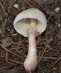 Leucoagaricus americanus