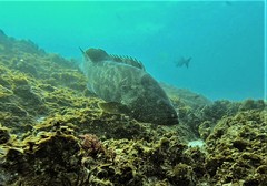 Epinephelus coioides