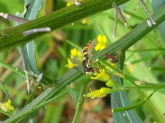 Sphaerophoria philanthus