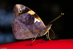 Epiphile hubneri