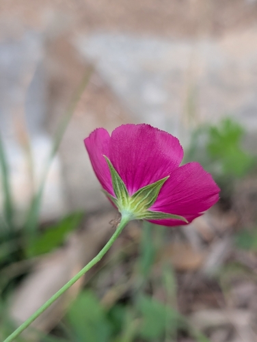 Image of Callirhoe leiocarpa by (c) Jake Rehage, some rights reserved (CC BY)