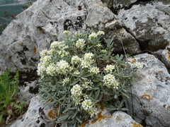 Hormathophylla spinosa