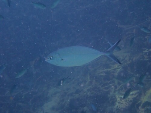 Herring scad (Alepes vari) — Carangidae — 5