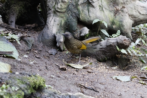 Scaly Laughingthrush (Trochalopteron subunicolor), photo 8