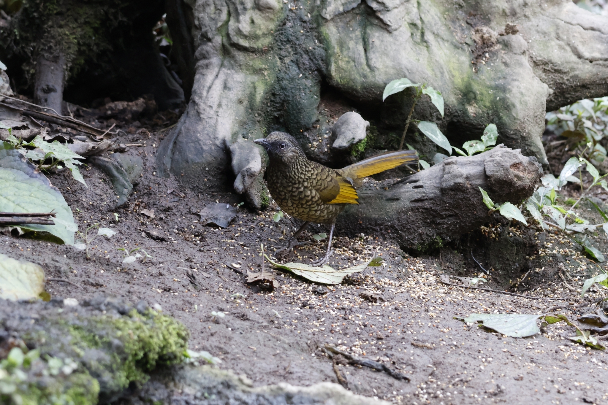 Scaly Laughingthrush