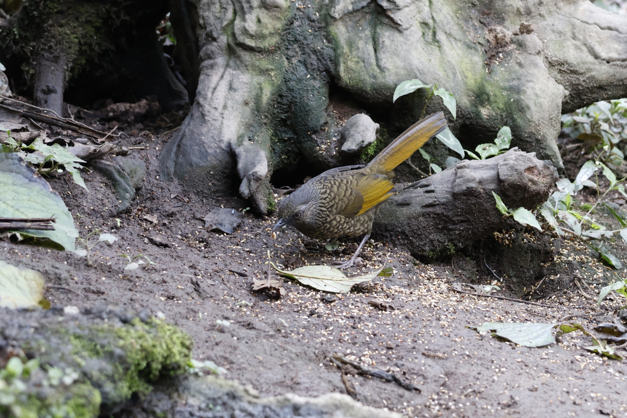 Scaly Laughingthrush