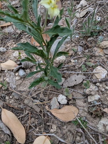 Image of Chamaesaracha edwardsiana by (c) Jake Rehage, some rights reserved (CC BY)