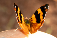 Epiphile hubneri