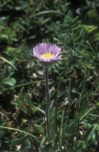 Erigeron thunbergii, photograph 5