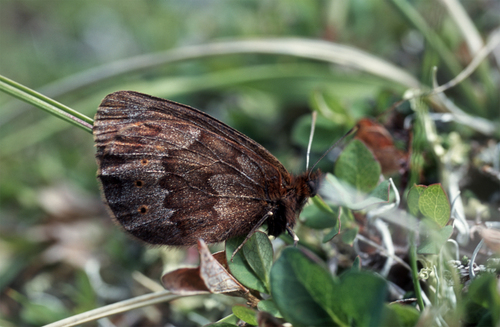 Erebia anyuica