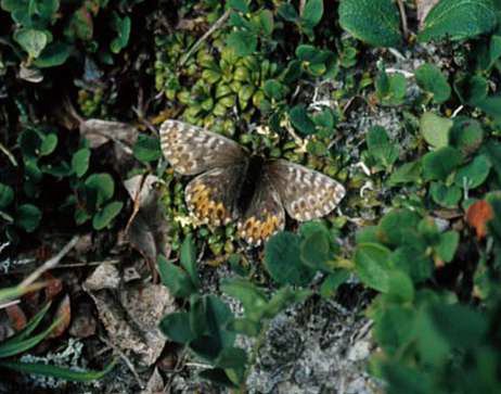 Frejya's Fritillary