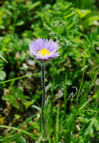 Erigeron thunbergii, photograph 6