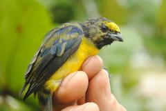 Euphonia affinis