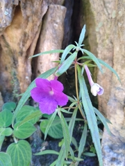 Achimenes cettoana