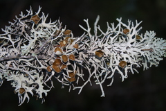 Hypogymnia lugubris