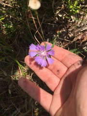 Stokesia laevis