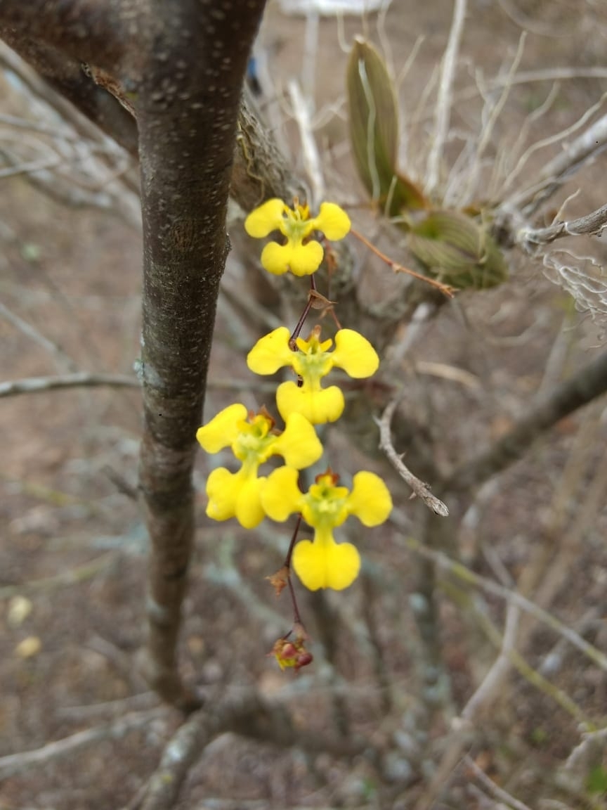 Erycina echinata