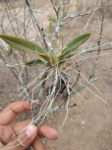 Image of Erycina Echinata (Erycina echinata) by no rights reserved