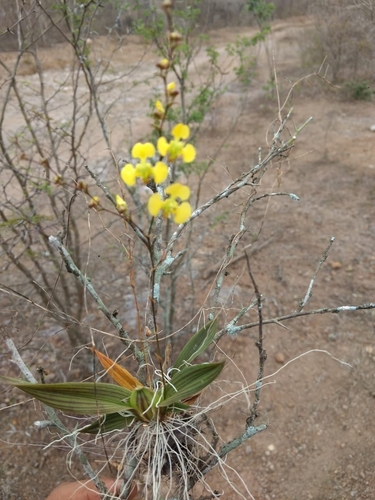 Image of Erycina Echinata (Erycina echinata) by no rights reserved