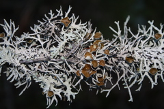 Hypogymnia lugubris