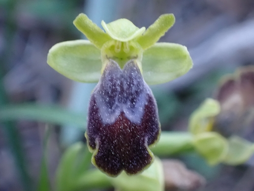 Image of Ophrys bilunulata by (c) Elias, some rights reserved (CC BY)