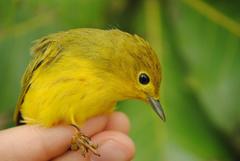 Setophaga petechia