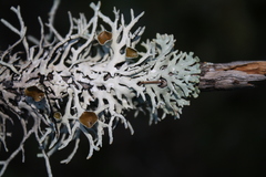 Hypogymnia lugubris