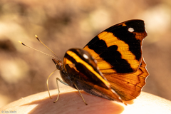 Epiphile hubneri