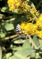 Bembix americana comata