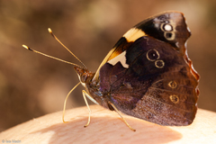 Epiphile hubneri
