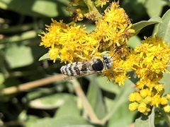 Bembix americana comata