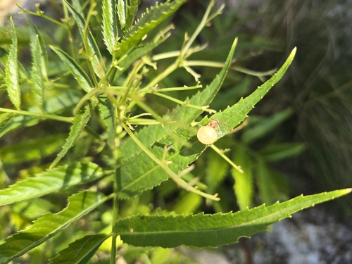 Image of Sambucus gaudichaudiana by (c) Josh, some rights reserved (CC BY)