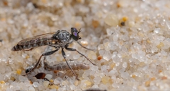 Stichopogon schineri