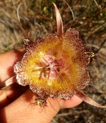 Calochortus fimbriatus