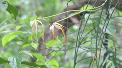 Brassavola appendiculata