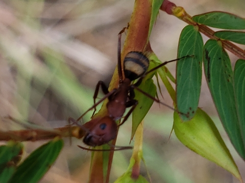 Sandhill Carpenter ant photo 3