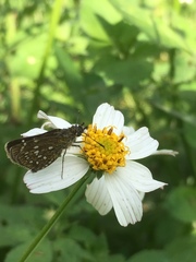 Piruna penaea